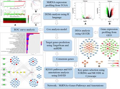 Identification of Prognostic miRNA Signature and Lymph Node Metastasis-Related Key Genes in Cervical Cancer